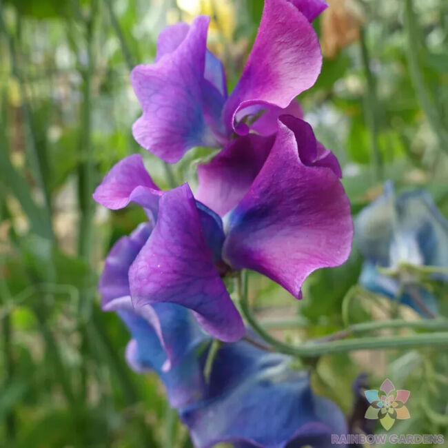 Sweet Pea 'Blue Shift'