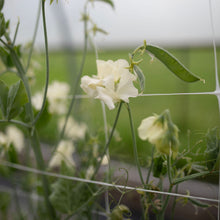 Load image into Gallery viewer, Sweet Pea 'Castle of Mey'

