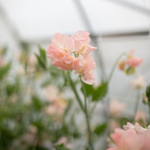 Load image into Gallery viewer, Sweet Pea 'Castelwellan'
