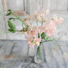 Load image into Gallery viewer, Sweet Pea 'Castelwellan'
