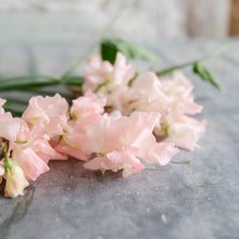 Load image into Gallery viewer, Sweet Pea 'Castelwellan'

