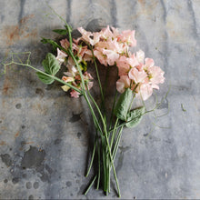 Load image into Gallery viewer, Sweet Pea 'Castelwellan'
