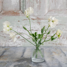 Load image into Gallery viewer, Sweet Pea 'Castle of Mey'
