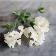 Load image into Gallery viewer, Sweet Pea 'Castle of Mey'
