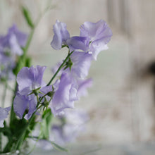 Load image into Gallery viewer, Sweet Pea 'Charlie's Angel'
