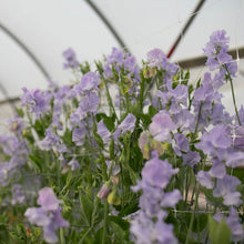 Load image into Gallery viewer, Sweet Pea 'Charlie's Angel'
