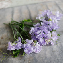 Load image into Gallery viewer, Sweet Pea 'Charlie's Angel'
