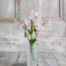 Load image into Gallery viewer, Sweet Pea 'Deborah Devonshire'
