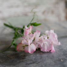 Load image into Gallery viewer, Sweet Pea 'Deborah Devonshire'

