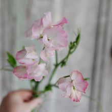 Load image into Gallery viewer, Sweet Pea 'Deborah Devonshire'
