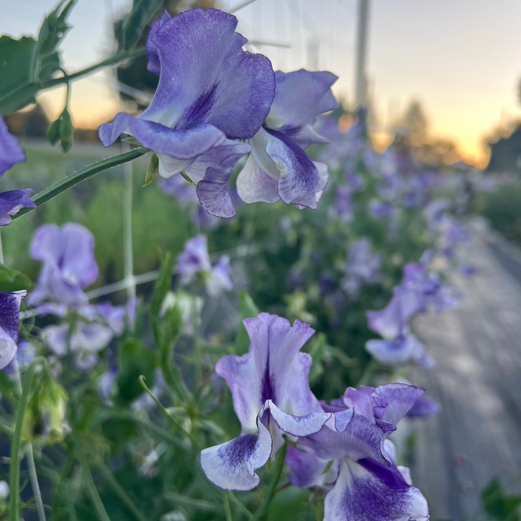 Sweet Pea 'Frances Kate'