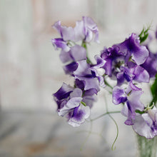 Load image into Gallery viewer, Sweet Pea 'Frances Kate'
