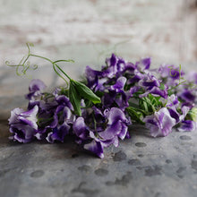 Load image into Gallery viewer, Sweet Pea 'Frances Kate'
