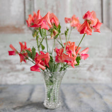 Load image into Gallery viewer, Sweet Pea 'Glow'
