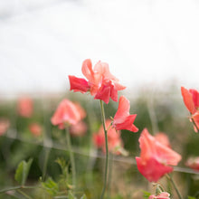 Load image into Gallery viewer, Sweet Pea 'Glow'

