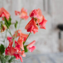 Load image into Gallery viewer, Sweet Pea 'Glow'
