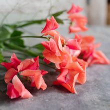 Load image into Gallery viewer, Sweet Pea 'Glow'
