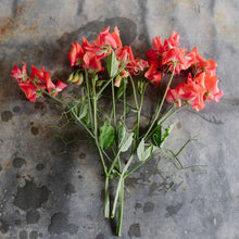Load image into Gallery viewer, Sweet Pea 'Glow'
