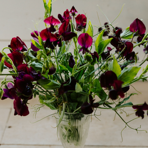 Sweet Pea 'Hannah Dale'