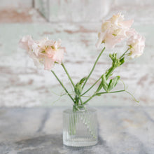 Load image into Gallery viewer, Sweet Pea 'Heaven Scent'
