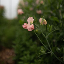Load image into Gallery viewer, Sweet Pea 'Heaven Scent'
