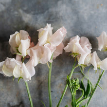 Load image into Gallery viewer, Sweet Pea 'Heaven Scent'
