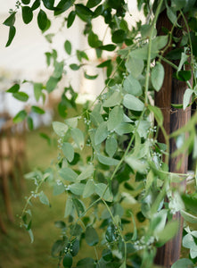 Greenery Vines