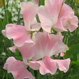 Sweet Pea 'John Gray'