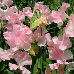 Sweet Pea 'John Gray'