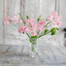 Load image into Gallery viewer, Sweet Pea 'John Gray'

