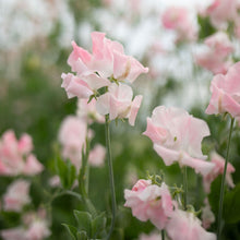 Load image into Gallery viewer, Sweet Pea 'John Gray'
