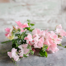 Load image into Gallery viewer, Sweet Pea 'John Gray'
