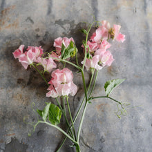 Load image into Gallery viewer, Sweet Pea 'John Gray'
