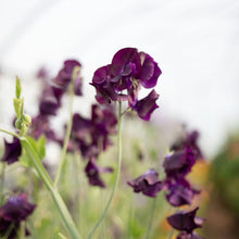 Load image into Gallery viewer, Sweet Pea 'Just Jenny'
