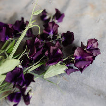 Load image into Gallery viewer, Sweet Pea 'Just Jenny'
