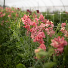 Load image into Gallery viewer, Sweet Pea 'King's Ransom'
