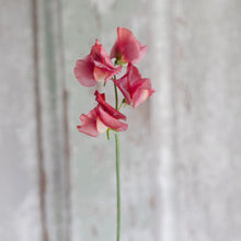 Load image into Gallery viewer, Sweet Pea 'King's Ransom'
