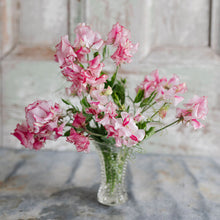 Load image into Gallery viewer, Sweet Pea 'Marie's Melody'
