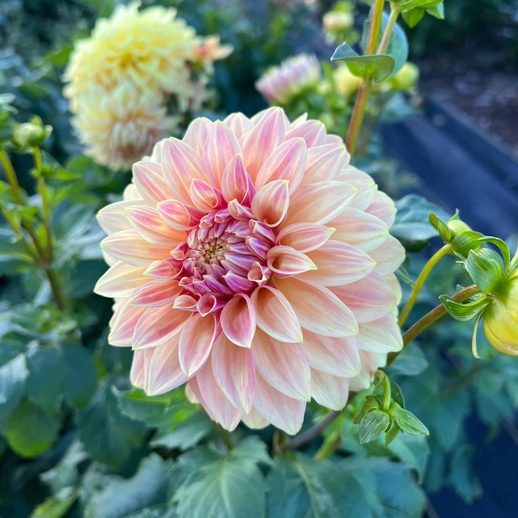 Dahlia Miss Amara