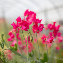 Load image into Gallery viewer, Sweet Pea 'Sally Maitland'

