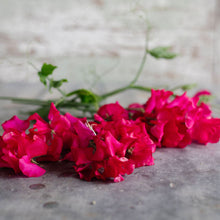 Load image into Gallery viewer, Sweet Pea 'Sally Maitland'
