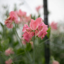 Load image into Gallery viewer, Sweet Pea 'Susan Burgess'
