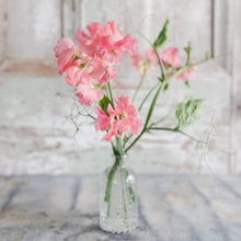 Load image into Gallery viewer, Sweet Pea 'Susan Burgess'
