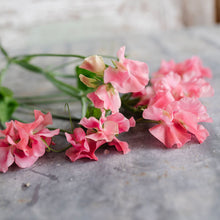 Load image into Gallery viewer, Sweet Pea 'Susan Burgess'
