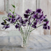 Load image into Gallery viewer, Sweet Pea 'Tom Atherton'
