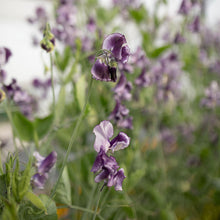 Load image into Gallery viewer, Sweet Pea 'Tom Atherton'
