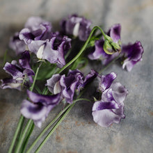 Load image into Gallery viewer, Sweet Pea 'Tom Atherton'
