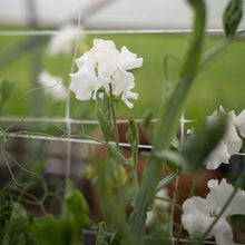 Load image into Gallery viewer, Sweet Pea 'White Frills'

