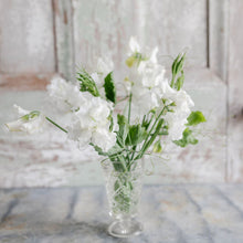 Load image into Gallery viewer, Sweet Pea 'White Frills'
