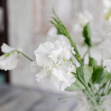 Load image into Gallery viewer, Sweet Pea 'White Frills'
